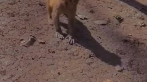 The little monkey is stealing the egg, but at last the egg drops