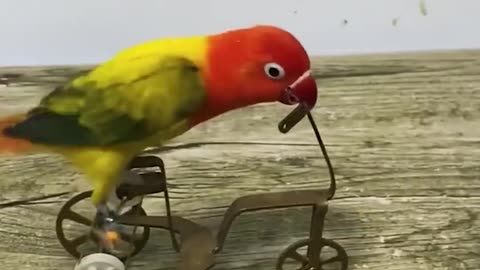 The smartest parrot we've ever seen! 🦜