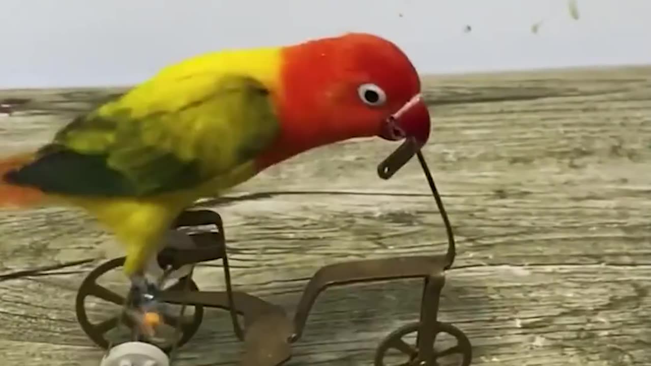 The smartest parrot we've ever seen! 🦜