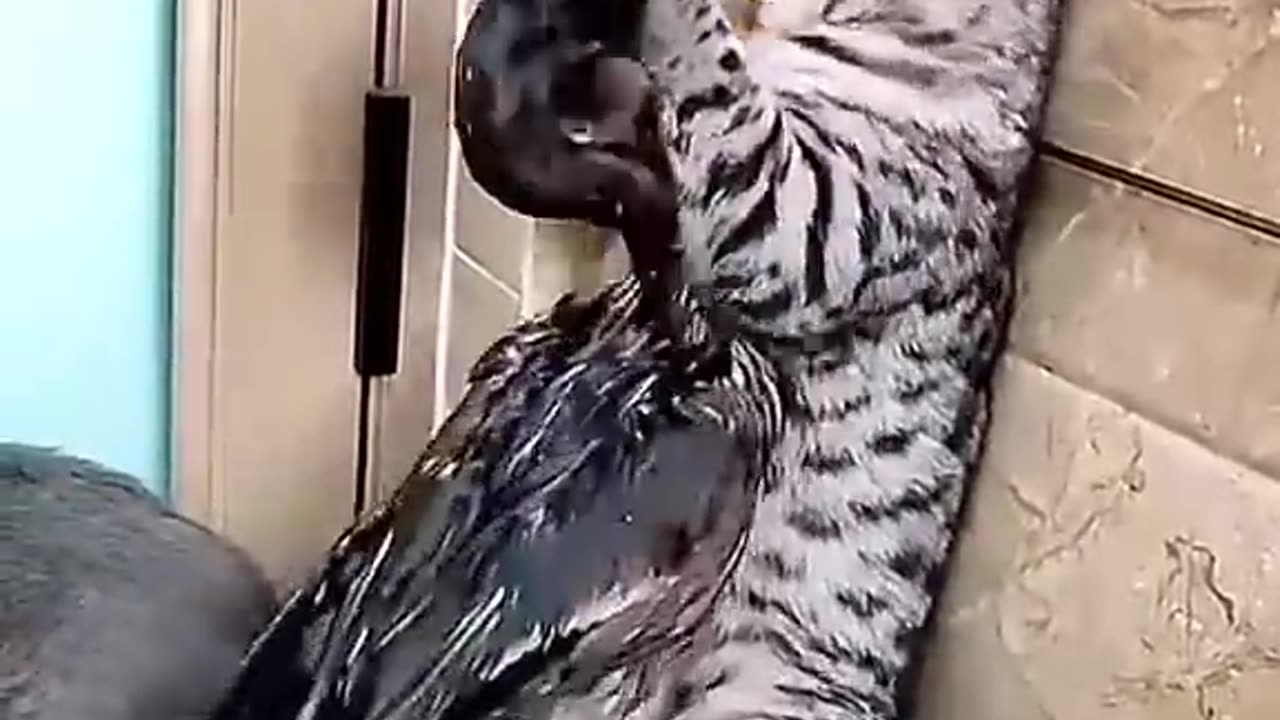 One duck bully the whole cats