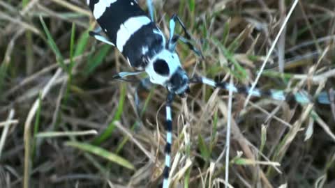 Banded Alder Beetle