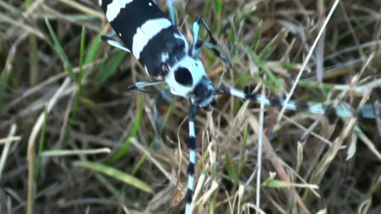 Banded Alder Beetle