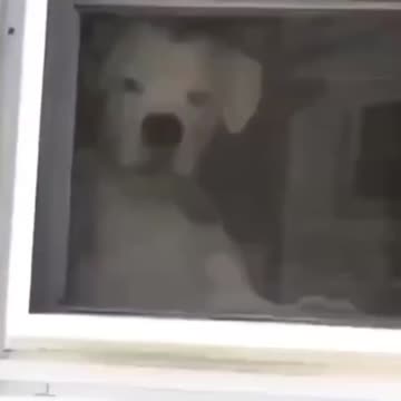 This dog is something else #funny