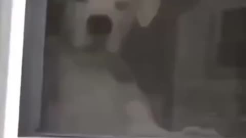 This dog is something else #funny