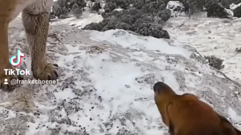 puma vs. beagle dogs