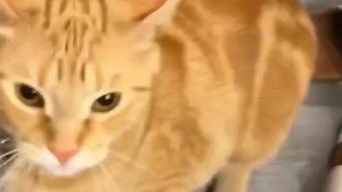 Funny and cute cats 😂😂 episode 1