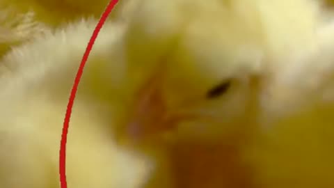 Bolne waala chooza #shorts