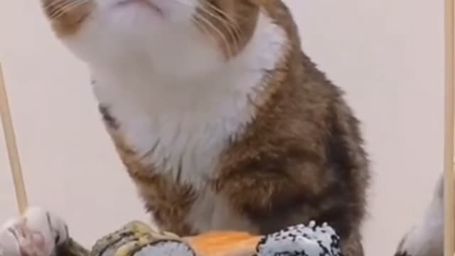 Funny Cat Video