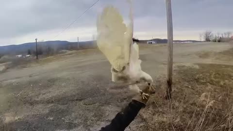 Goshawk chasing rabbit