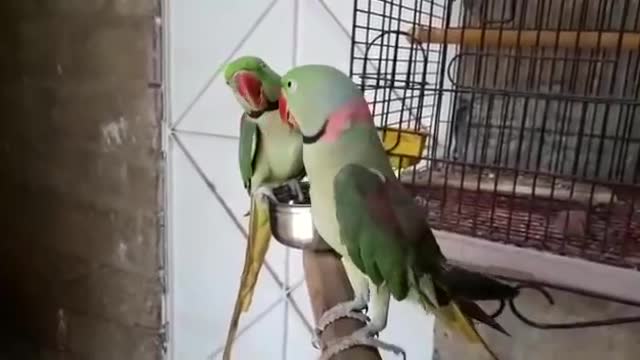 BEST _ TALKING PARROT _ PARADISE BIRDS INFORMATION OFFICIAL _ Youtube