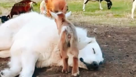 Goat's kids playing with sleeping Dog