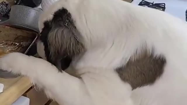 Dog: I just wanted to help wash the dishes... Really!