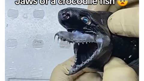 Jaws Of A Crocodile Fish