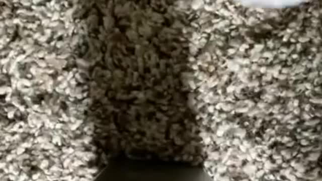 Cute cat funny video