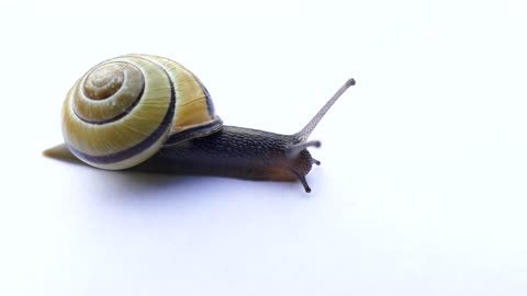 Escargot mollusque coquille lente