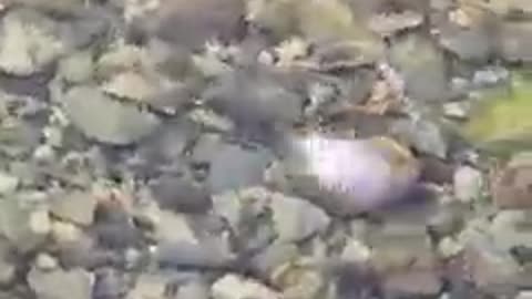 Animal: Bird fishing