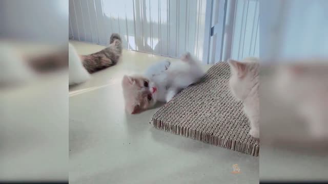 Baby Cats: A Collection of Cute and Funny Cat Videos