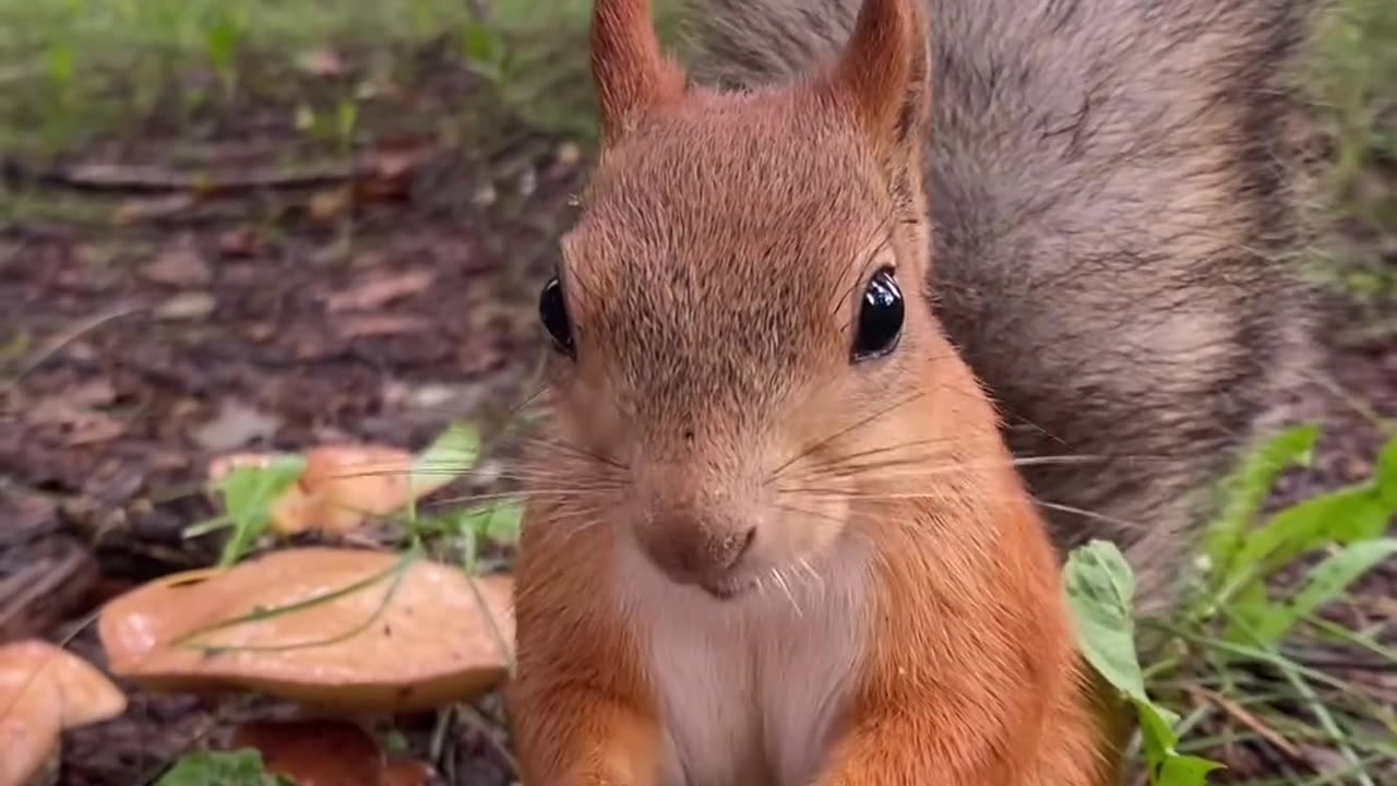 Sweet squirrels