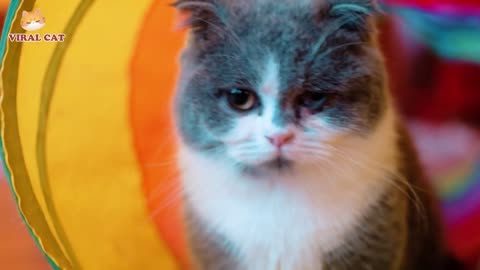 4K Quality Animal Footage - Cats and Kittens Beautiful Scenes