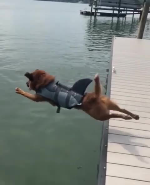 Shark dog jumping with so much grace 😂