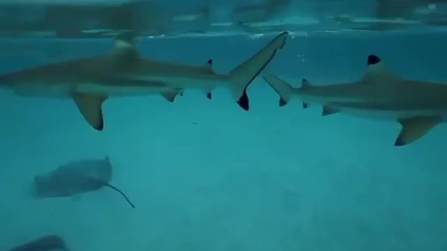 In Most Cases, The Shark Attacks Only A Weaker Opponent Than It. | #Shorts #topchannel