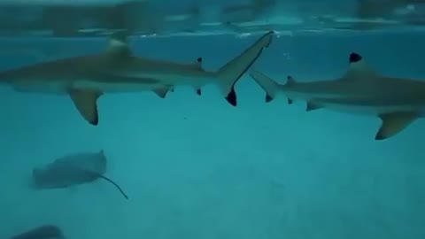 In Most Cases, The Shark Attacks Only A Weaker Opponent Than It. | #Shorts #topchannel