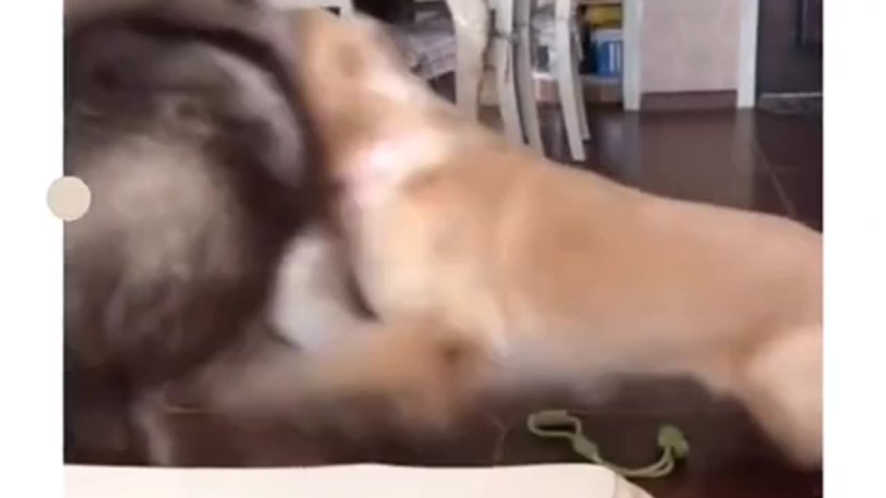 The hilarious slap from a daring Cat