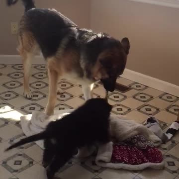 New Puppy Tug of War w Big German Shepherd
