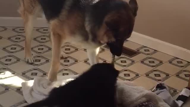 New Puppy Tug of War w Big German Shepherd