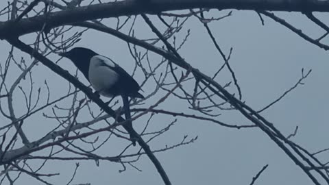 Beautiful Magpie On A Tree In Great Britain.