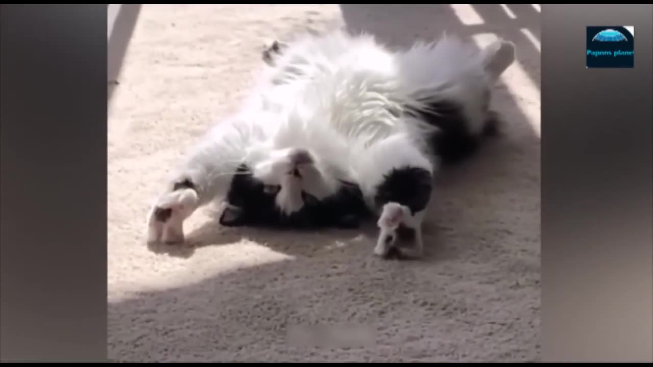 Funny Animal Videos 2023- Funniest Cats and Dogs