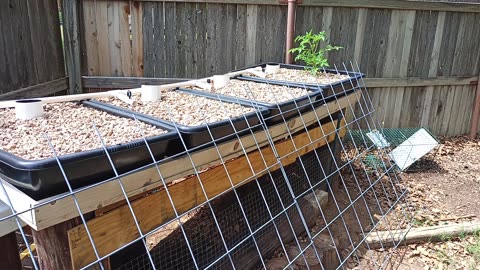 May 20 Aquaponics Update