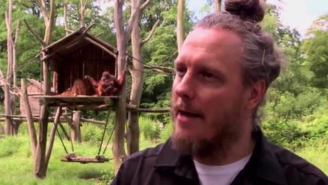 Orangutan backs Germany against Scotland in Euros