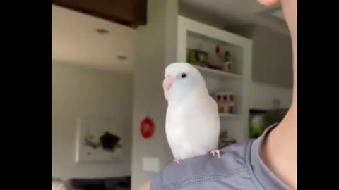 Wiggle wiggle wiggle