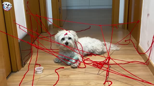 My Dog Dasha vs obstacles does it get TRAPPED ? 🤣 Animal dog funny video 🐕