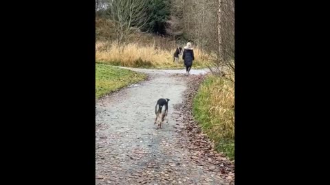 funny animals (super 3 minute funny) cats and dogs