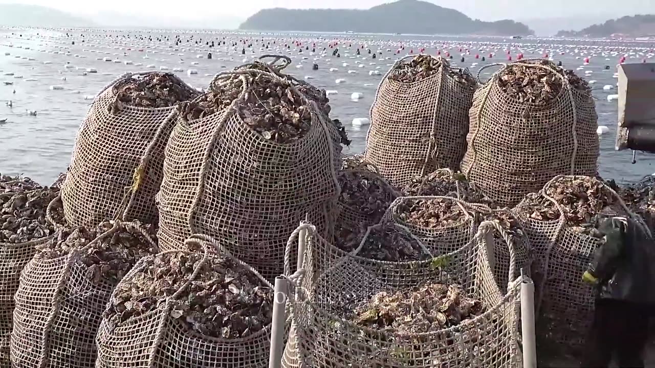 Produces 10 Tons of Oysters Day - Processing Technolgy That Are At Another Level