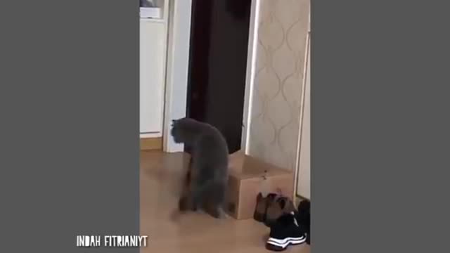 cute cat makes you laugh