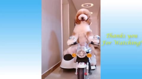 Dog Drive The Scooter