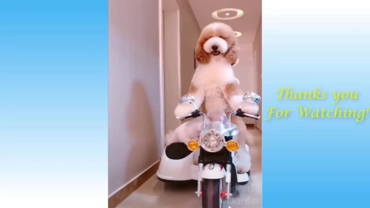 Dog Drive The Scooter