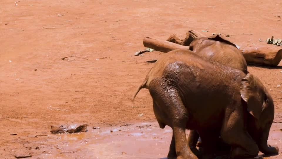 Baby Elephants playing in summer time