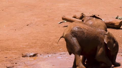 Baby Elephants playing in summer time