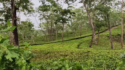 Tea garden of India|how nice palace| please see this place|cat pet|dog and other|