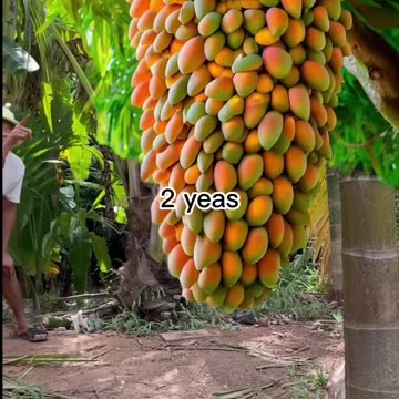 Grafting mangoes in Aloe Vera yields a lot of fruit at home
