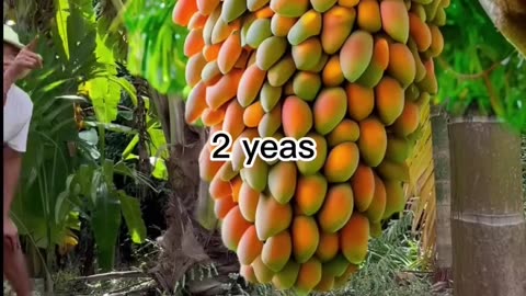 Grafting mangoes in Aloe Vera yields a lot of fruit at home