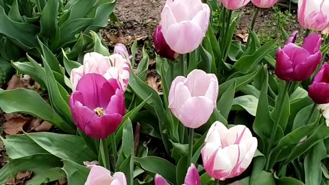 Garden Tulips