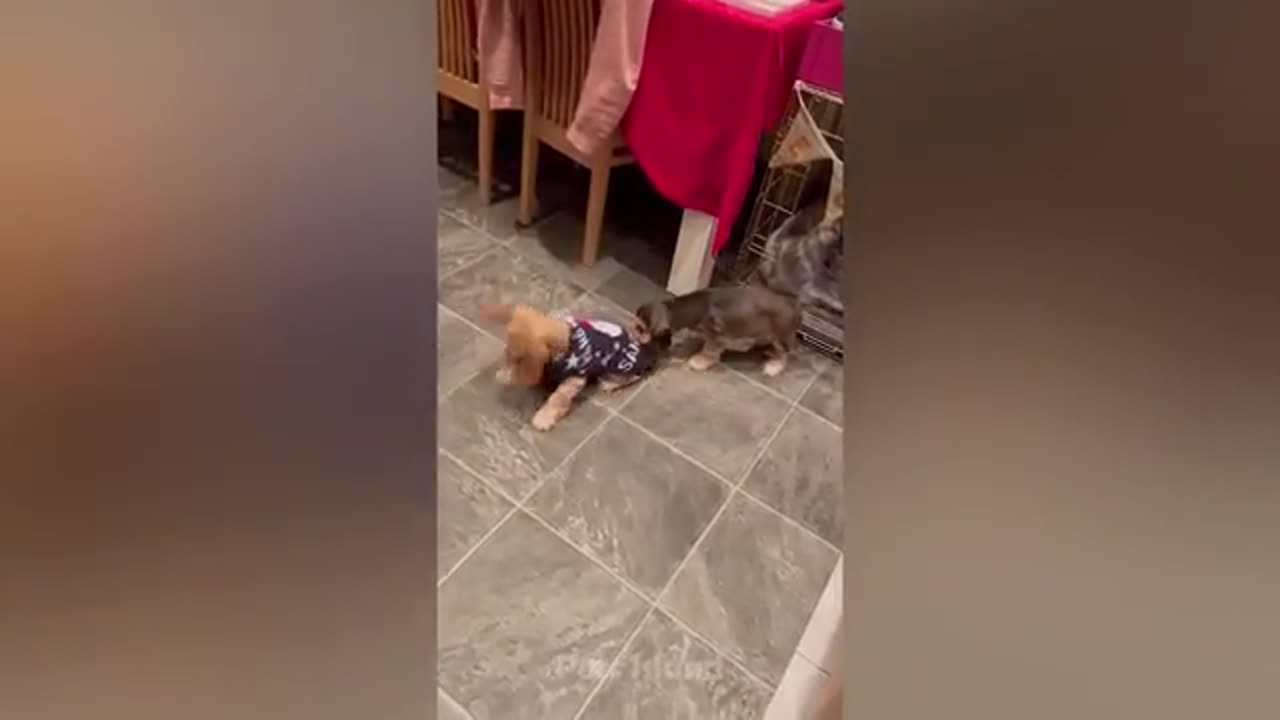 Best Funny Dogs And Cats 😹🐶 - Funniest Animals Videos 2023 - Pets Island