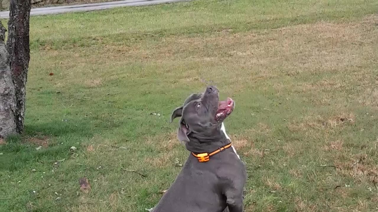 Stubborn Pit Bull NEEDS That Tree Branch