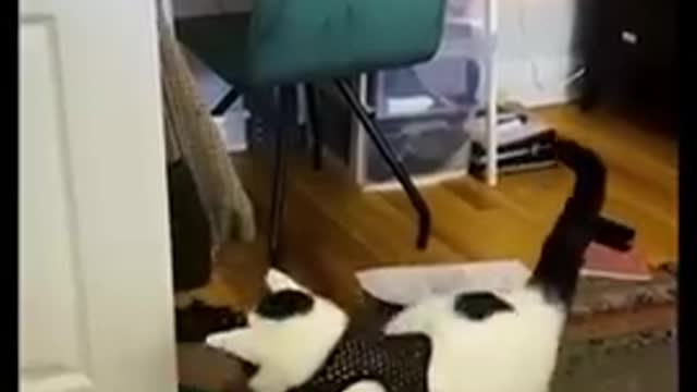 Home pets very funny | short video | 😺 Animals create fun | #shortvideo #short