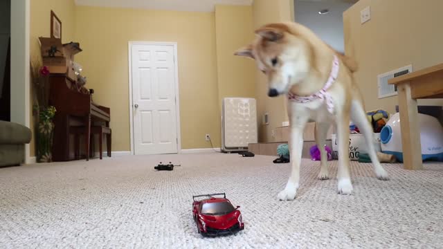 Funny dog attacks dog car